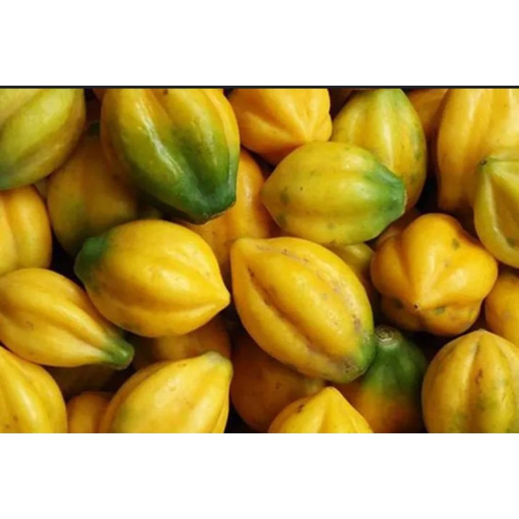 

Carica Mentah 1 KG Asli Dieng