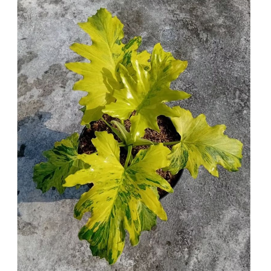 Tanaman Hias PHILODENDRON SELLOUM DRAGON FIRE,Tanaman Selloum Nogo Geni Size besar, Tanaman Selloum 