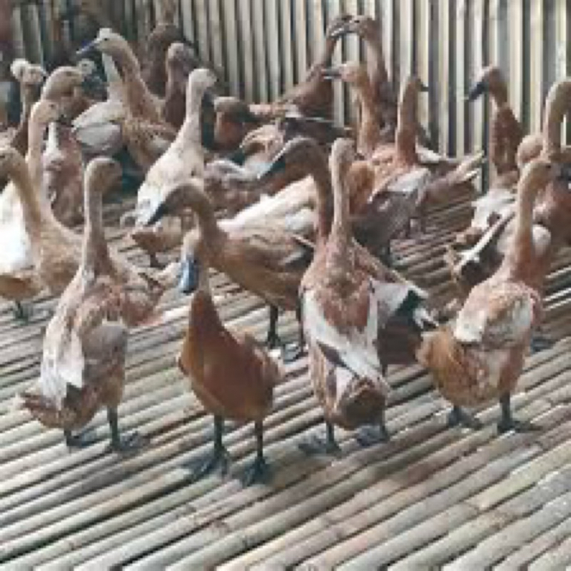 

TELUR FERTIL BEBEK MOJOSARI UNTUK DITETASKAN
