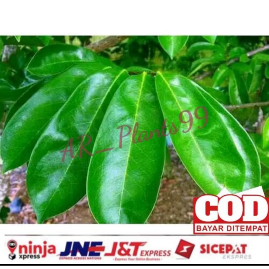

100 lembar daun sirsak organik segar langsung petik