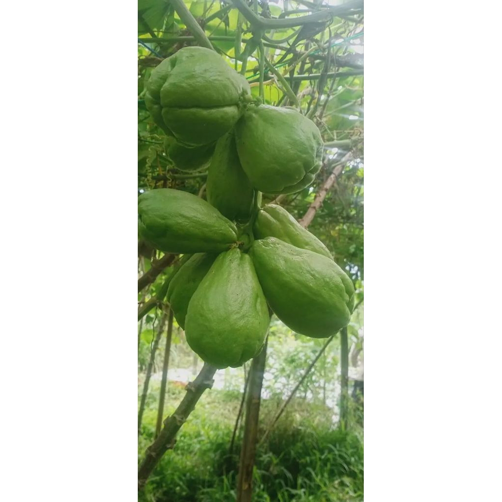 

labu siam 1kg | segar untuk di masak