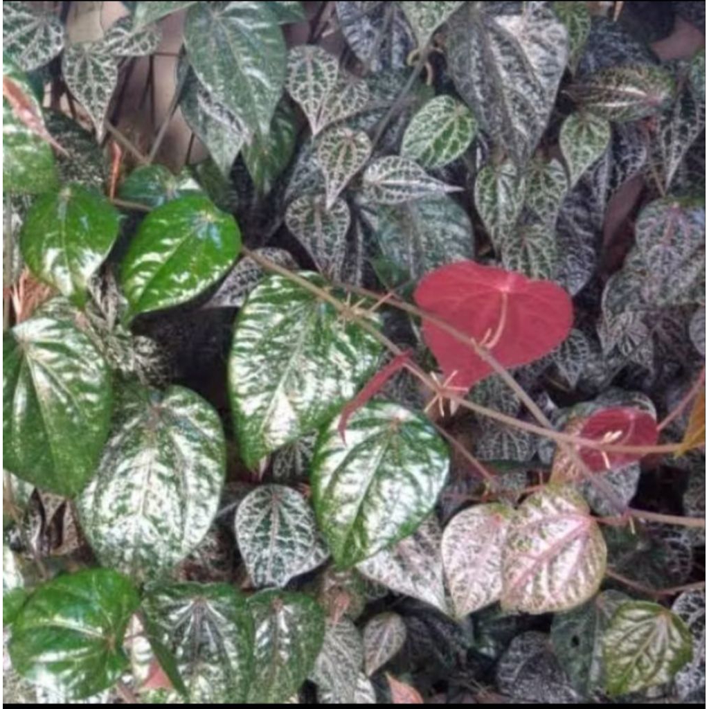 

Daun Sirih Merah Segar