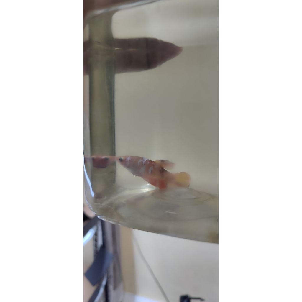 1 Pair HMPK Nemo Galaxy