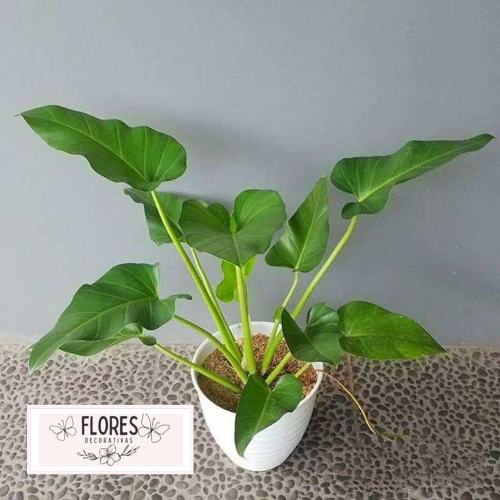 ( BISA COD ) Philodendroon Marble Ukuran Besar - Tanaman Hias Philo Marbel Jumbo / Tanaman Indoor Ph