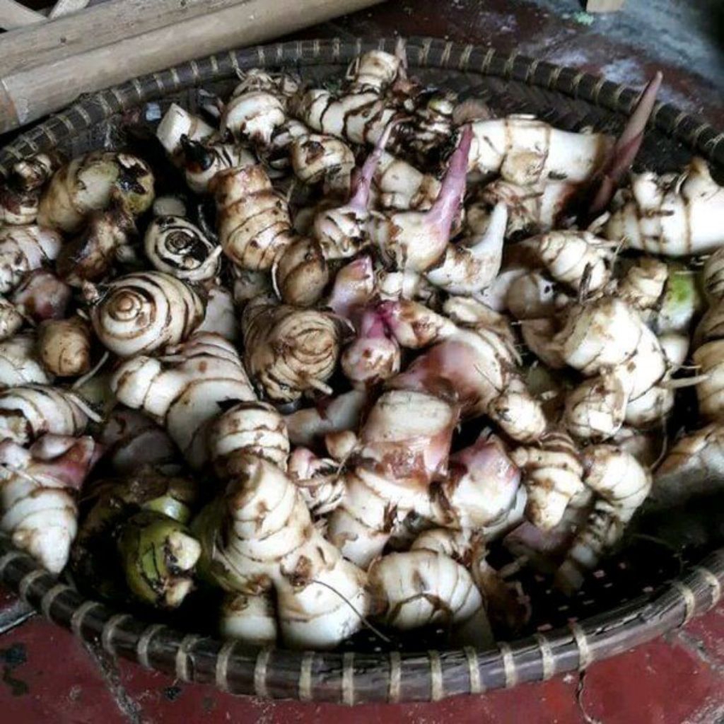 

umbi ganyong , makanan tradisional banyak nutrisi 1 kg