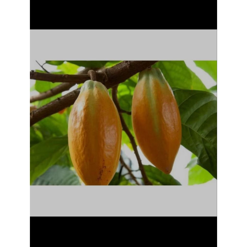 

buah cacao buah coklat buah segar