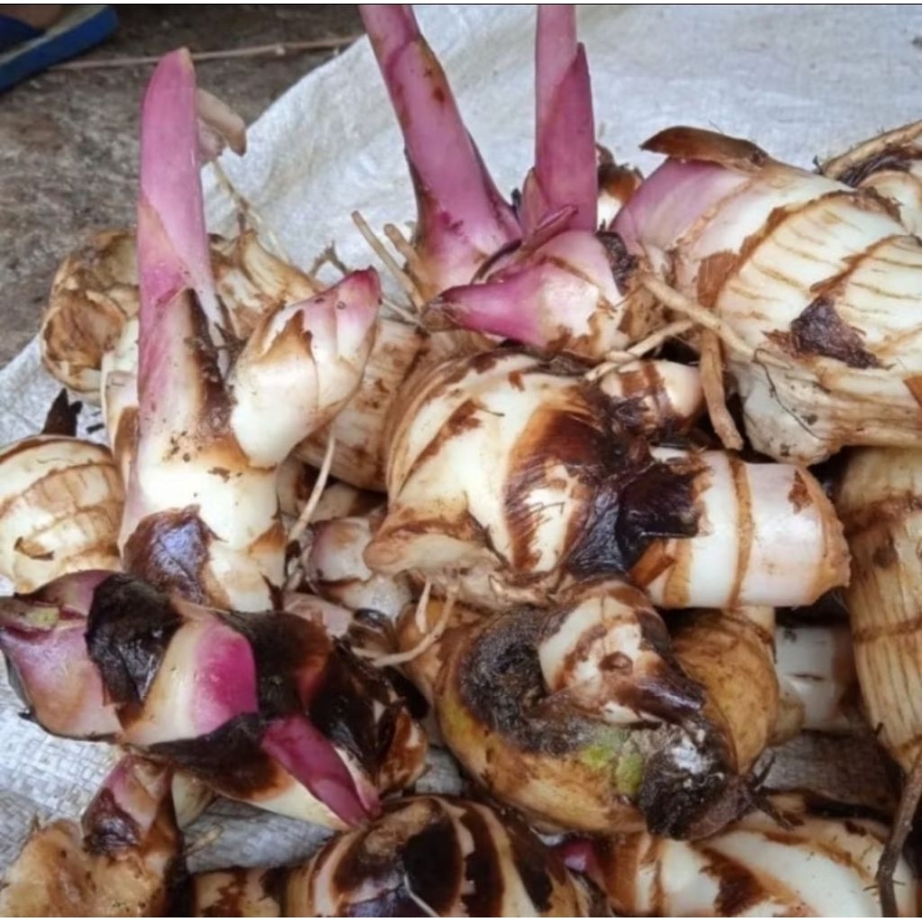 

umbi ganyong atau ganyol segar 1 kg