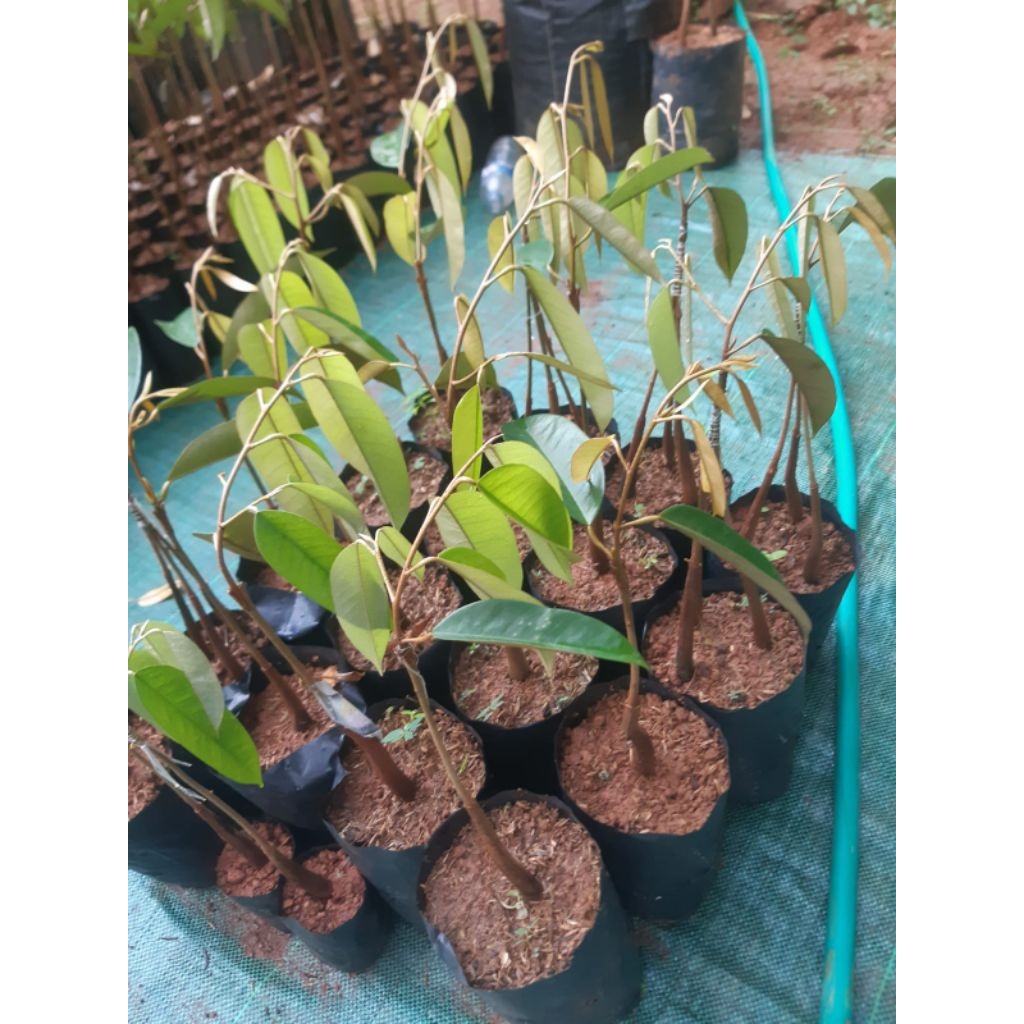 

DURIAN TUPAI KING....