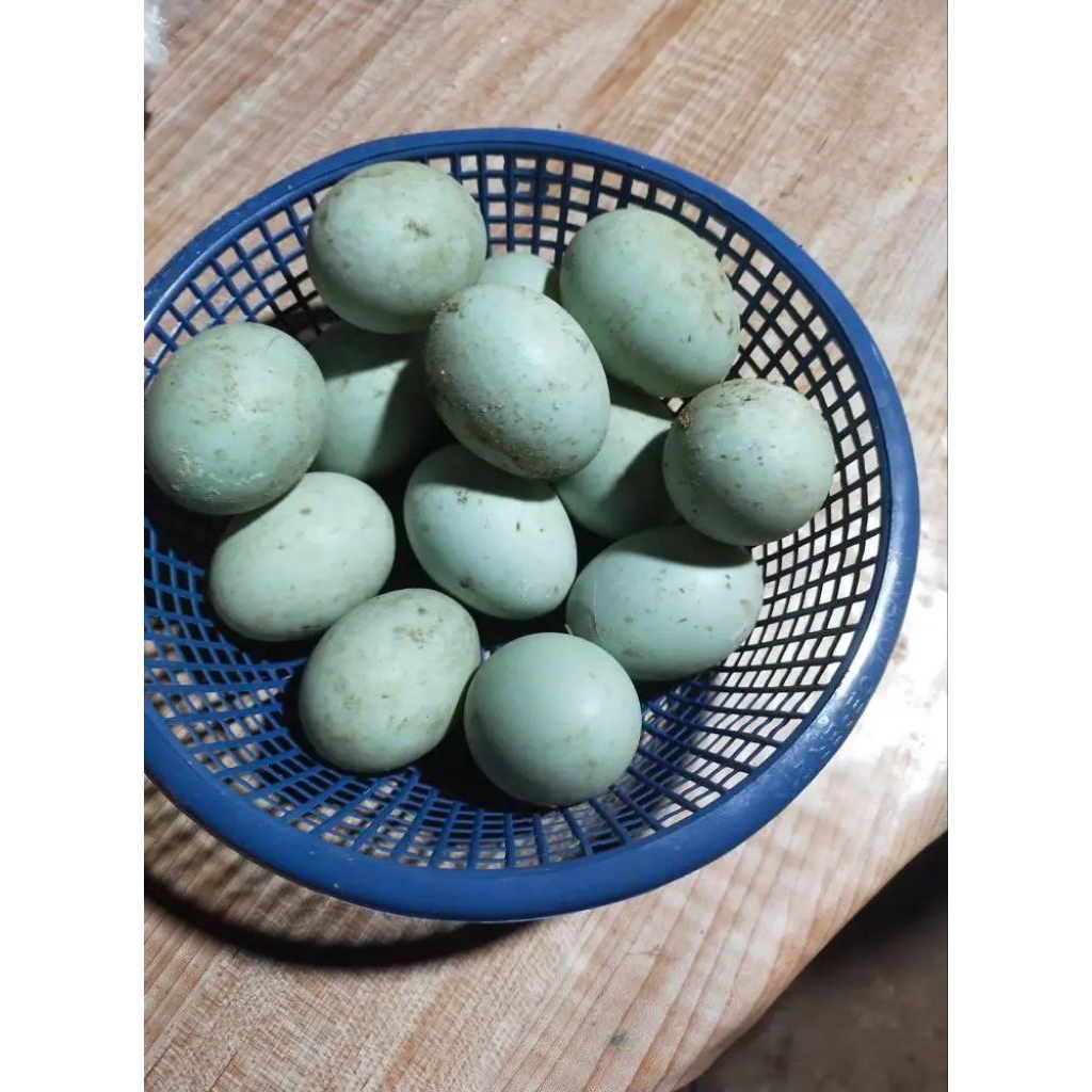 

Telur Bebek