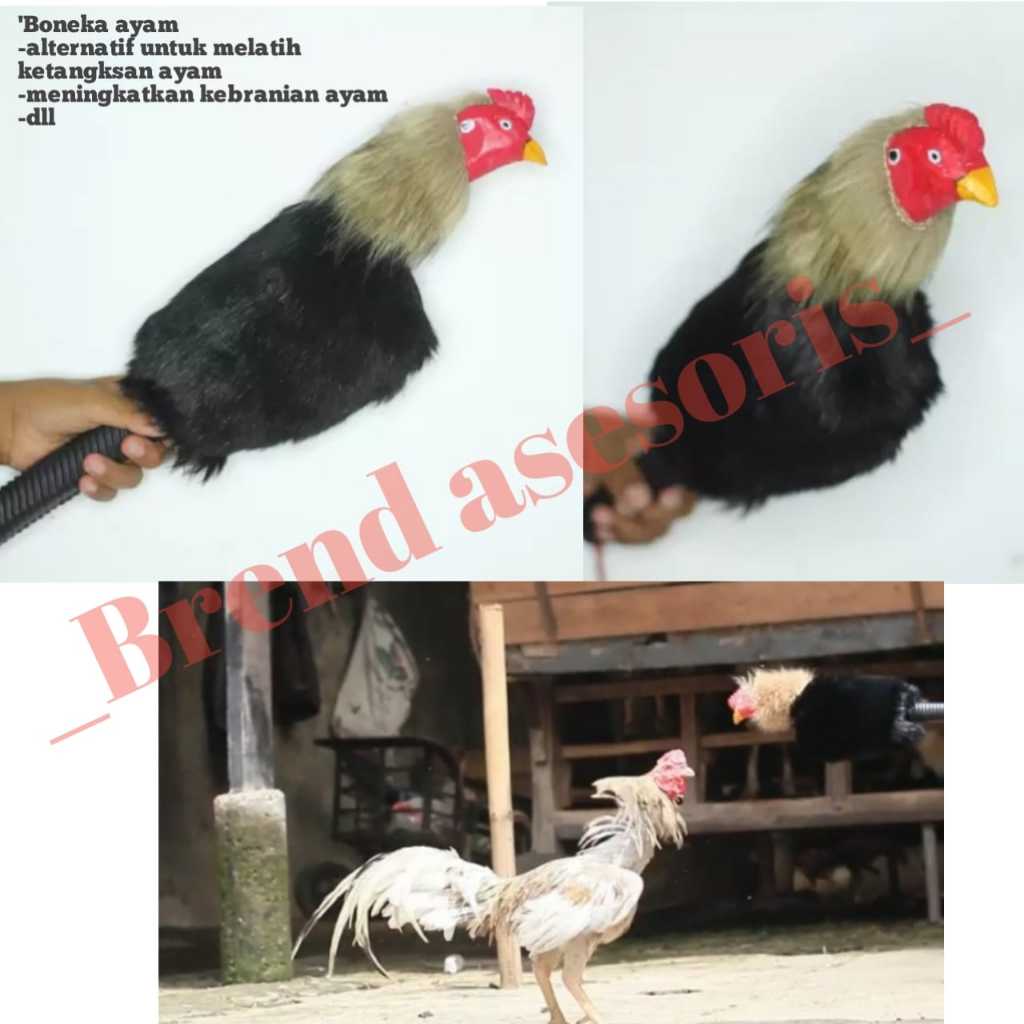 Boneka Ayam Aduan Latihan Aduan Boneka Ayam  latihan ayam