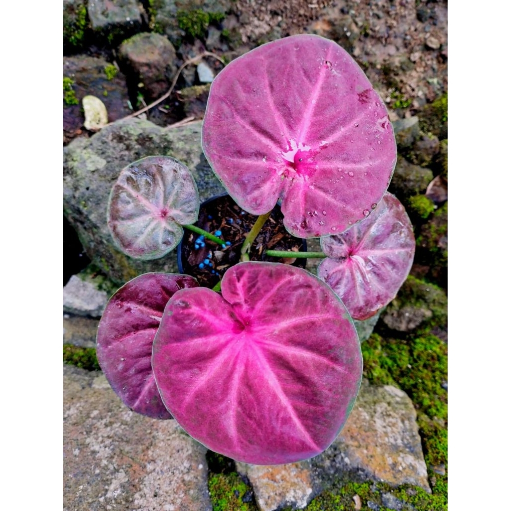 keladi caladium naga geni /pattalung thailand anakan