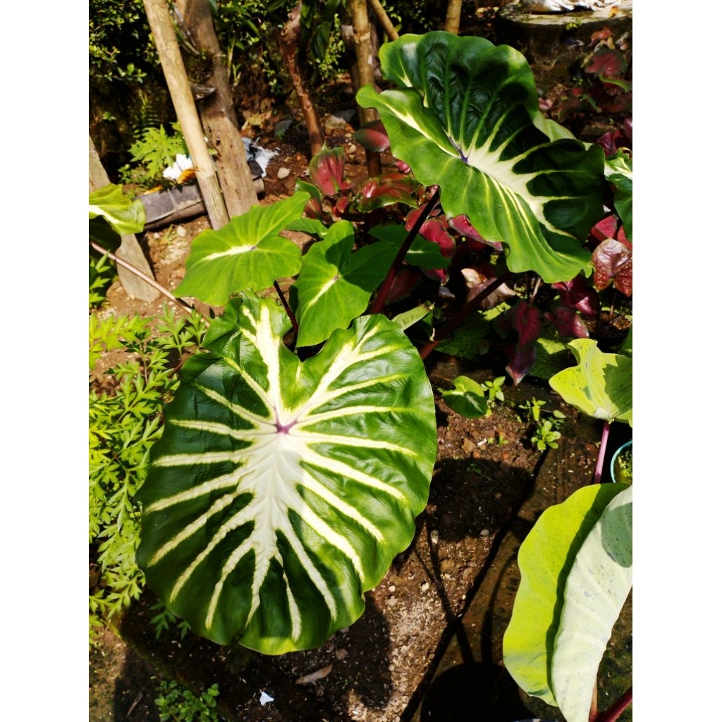 colocasia white lava remaja