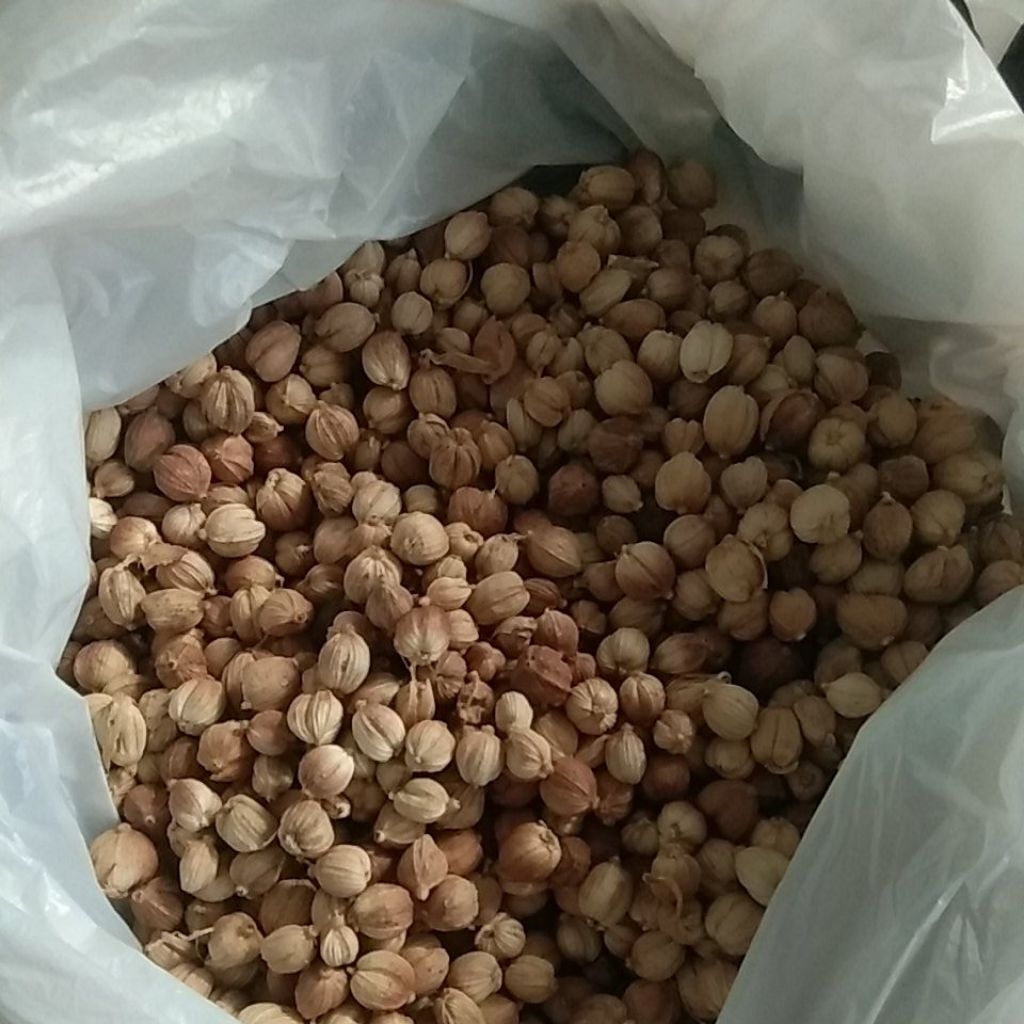 

Kapulaga Kering 100gram Rempah JSR Empon-Empon Bumbu Tradisional Bumbu Pawon
