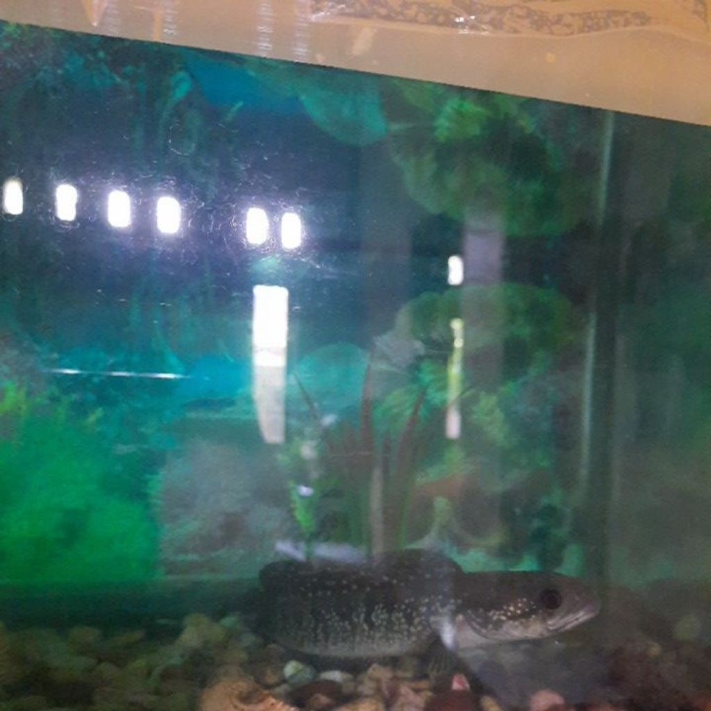 IKAN CHANNA ASIATICA SUPER GONDRONG DAN GALAK