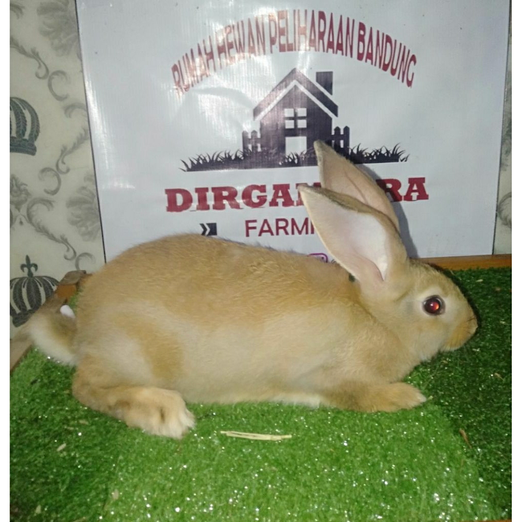 Kelinci Flemish Giant Sapihan