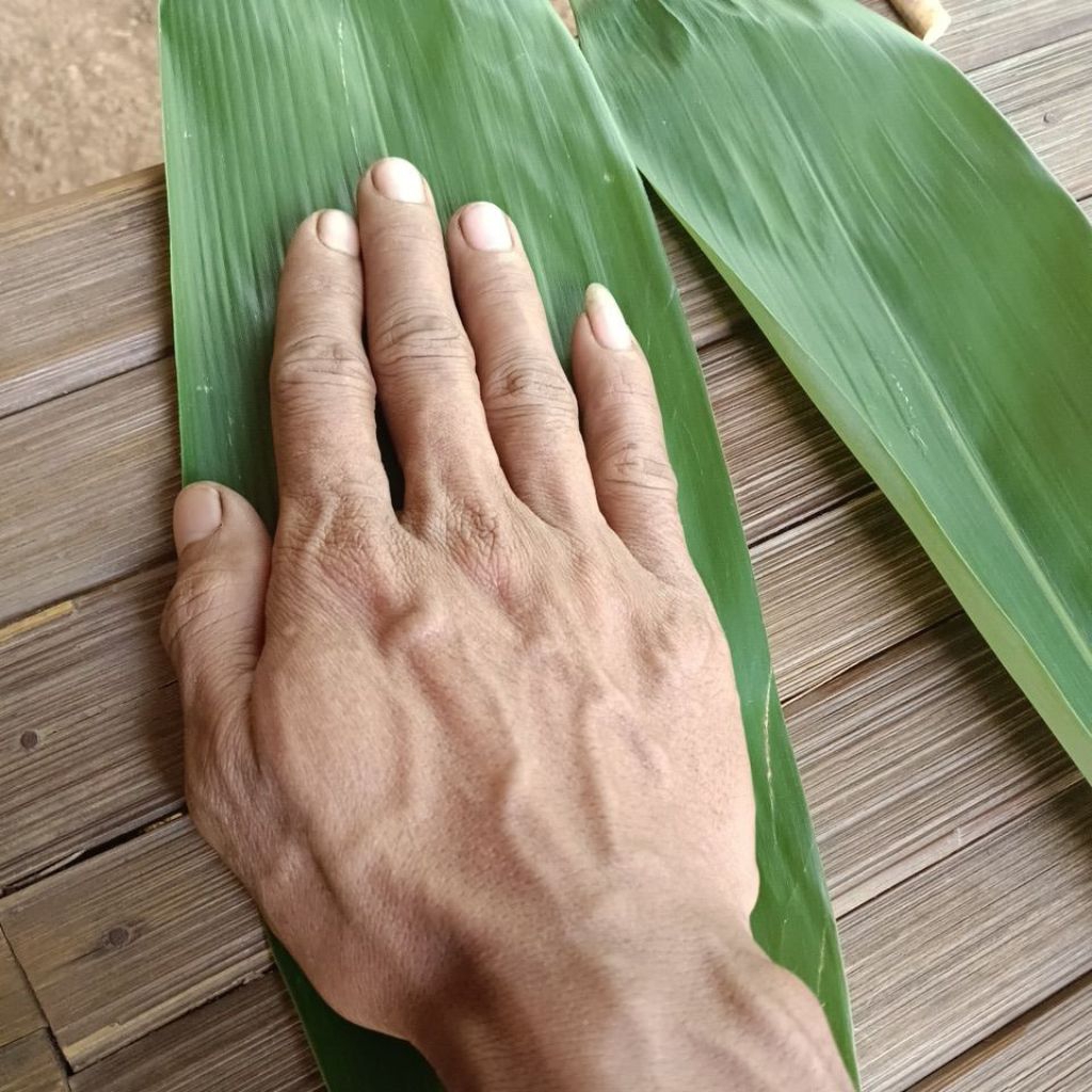 

daun bambu muda