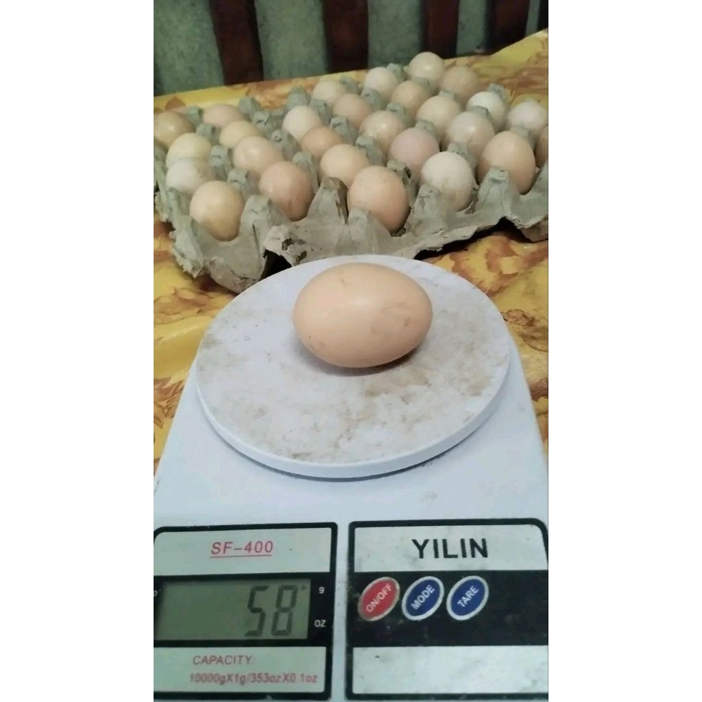 

Telur Ayam Kampung Mardi, Tetas / Fertil / Konsumsi
