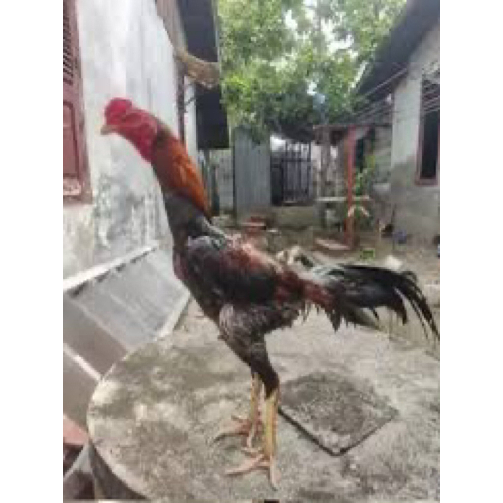 

TELUR FERTIL AYAM CHU SHAMO UNTUK DITETASKAN