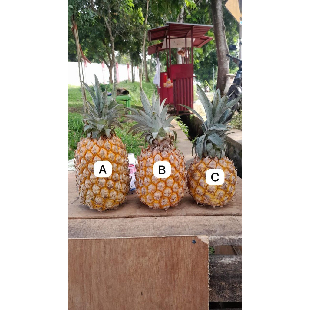 

buah nanas madu manis grade A,B,C asli kelud