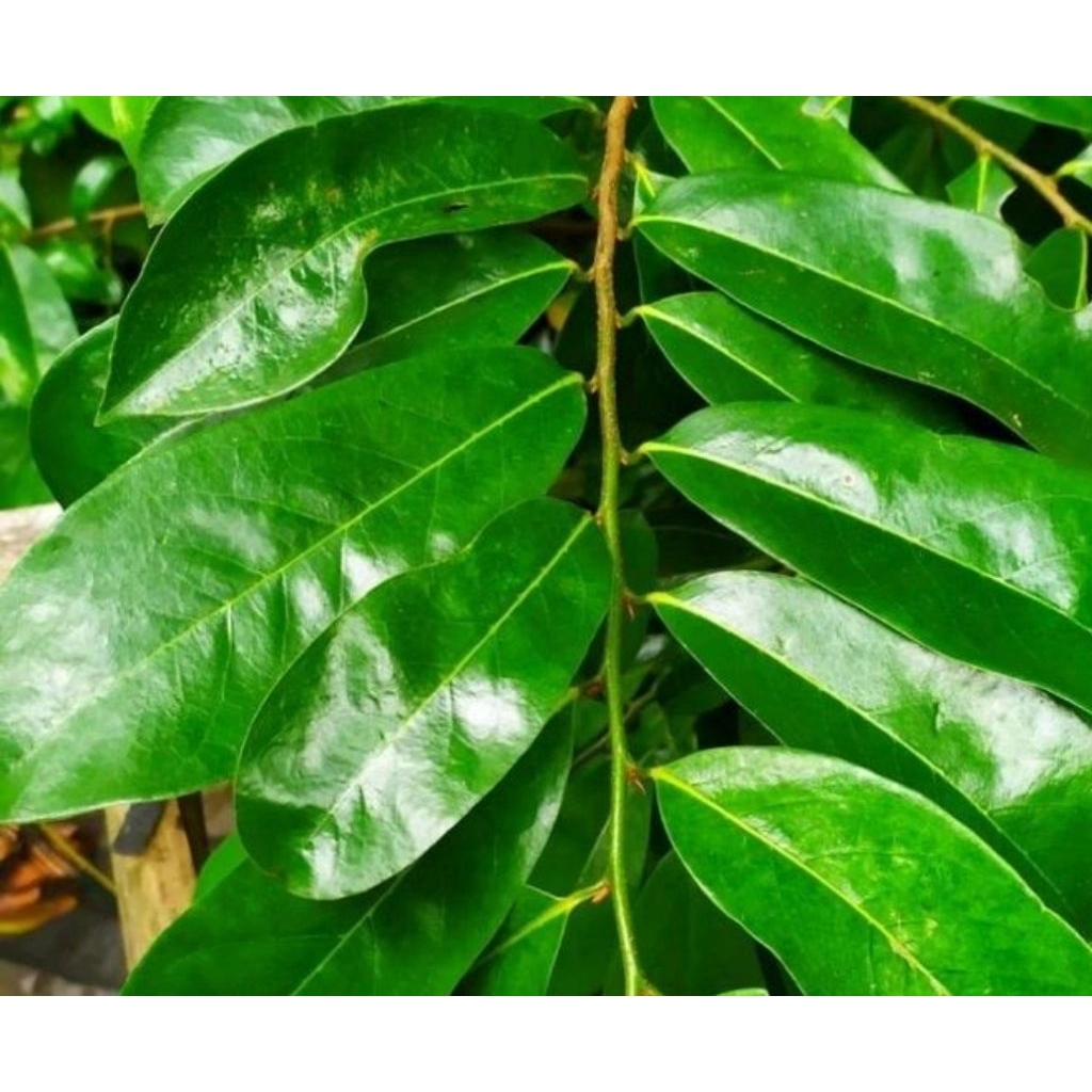 

Daun sirsak herbal perhelai