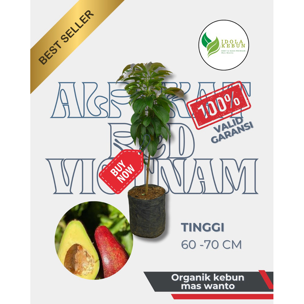 BIBIT ALPUKAT VARIETAS RED VIETNAM HASIL OKULASI-BIBIT ALPUKAT-BIBIT ALPUKAT RED VIETNAM-ALPUKAT RV