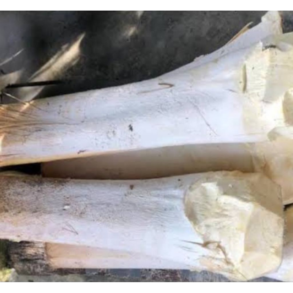 

Jual umbut aren segar kupas langsung dari kebun 1 kg