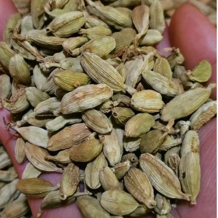 

SUPER KAPOLAGA INDIA/ KAPOLAGA HIJAU/CARDAMOM