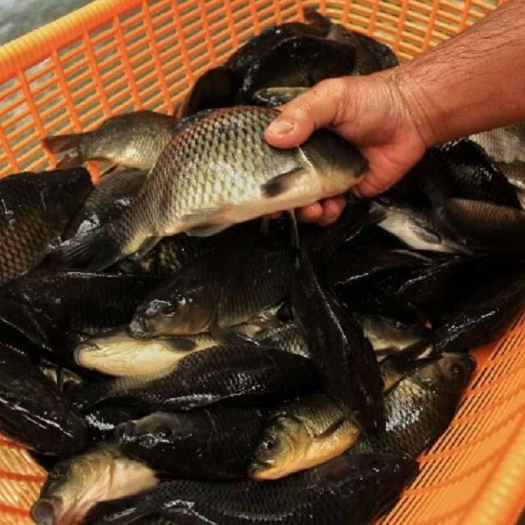 

ikan mas segar terdekat bandung