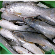 

Ikan Senangin Fresh Medan Daily Market