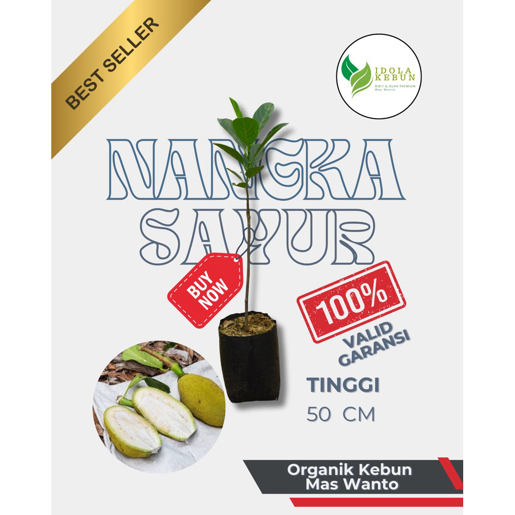 BIBIT NANGKA VARIETAS SAYUR MADU HASIL OKULASI-BIBIT NANGKA SAYUR-NANGKA SAYUR-BIBIT BUAH NANGKA