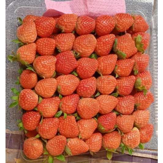 

BUAH STRAWBERRY FRESH/SEGAR DALAM KEMASAN MIKA