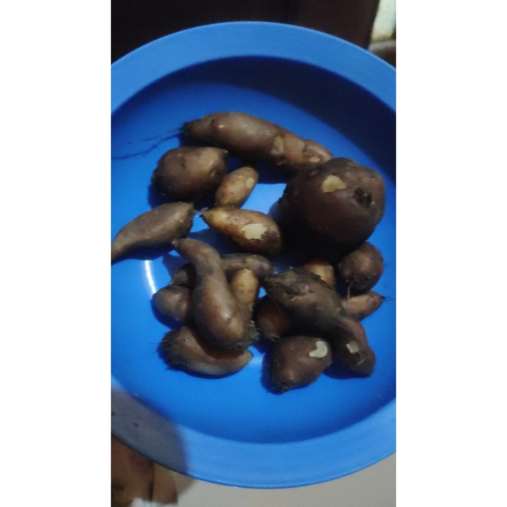 

Kentang item Asli Cilacap
