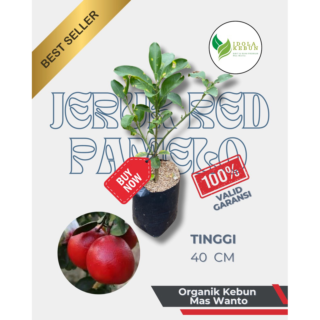 BIBIT JERUK VARIETA RED PAMELO HASIL OKULASI-BIBIT JERUK RED PAMELO-BIBIT JERUK BALI-BUAH JERUK