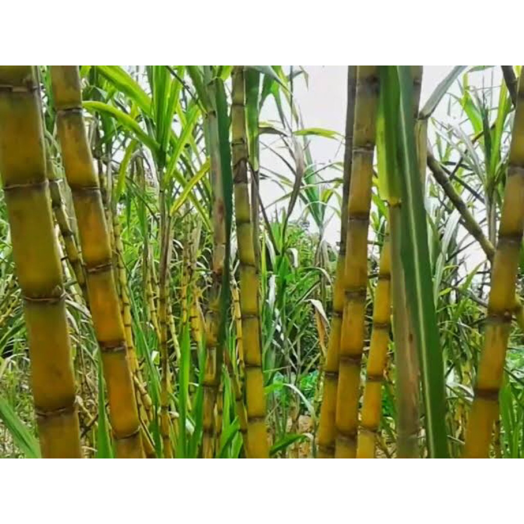 

TEBU HIJAU SUPER 1 Kg