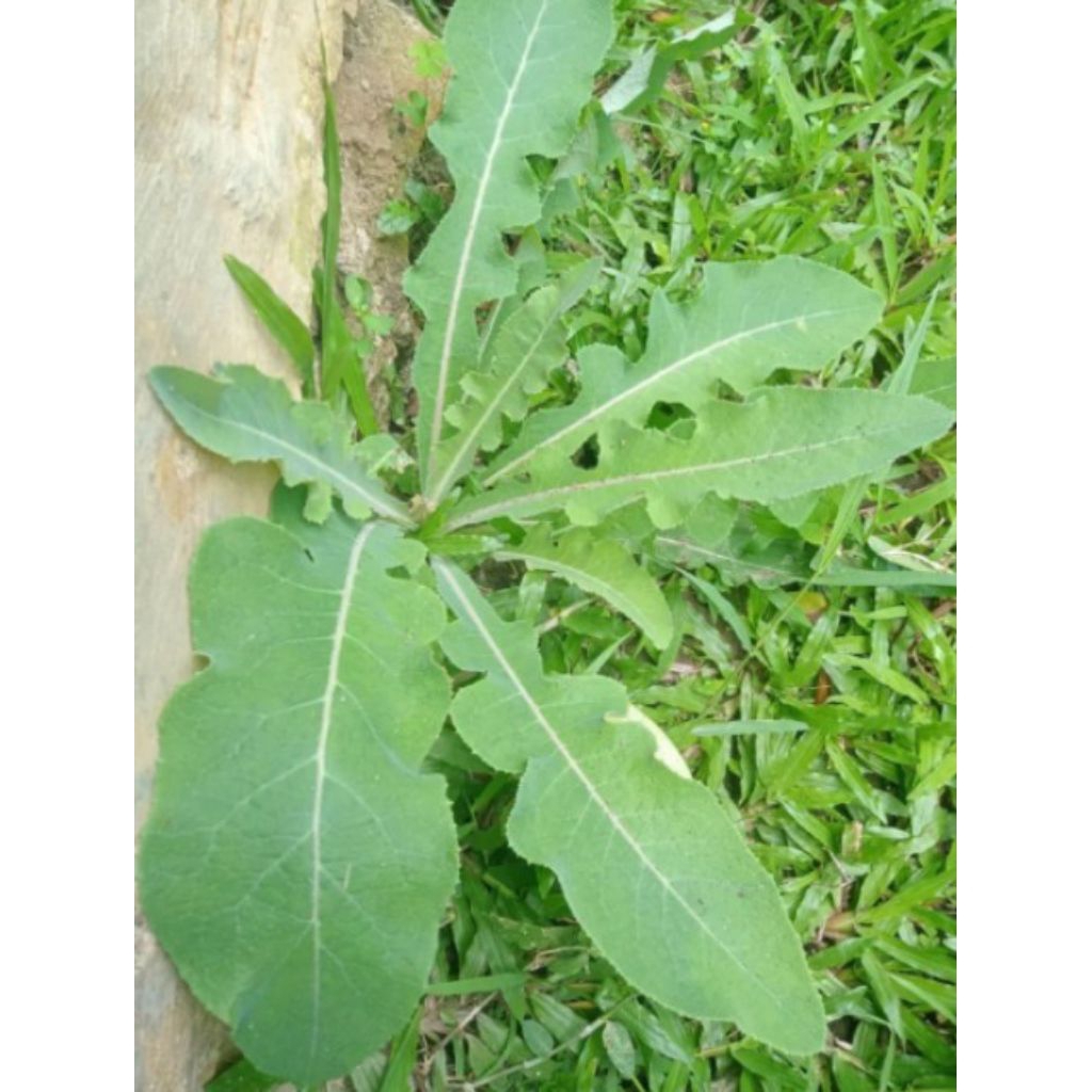 

Daun Tempuyung Segar Fresh berat 200 gram Tanaman Herbal
