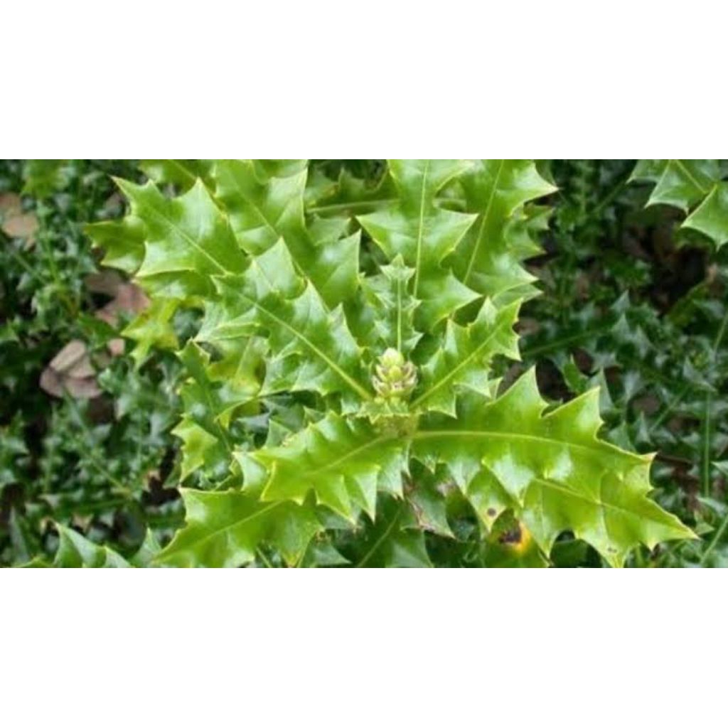 

Daun jeruju/jaruju/daruju segar baru petik. obat herbal untuk kesehatan 200g