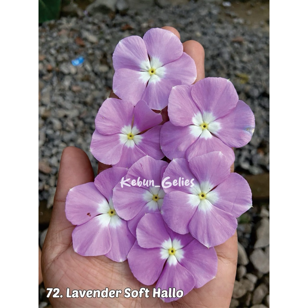 Biji bunga vinca LAVENDER HALLO benih bunga vinca fresh seed
