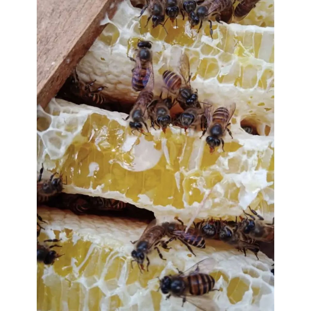 

Comb Honey Sarang Madu 100gr Natural Honey Madu Asli