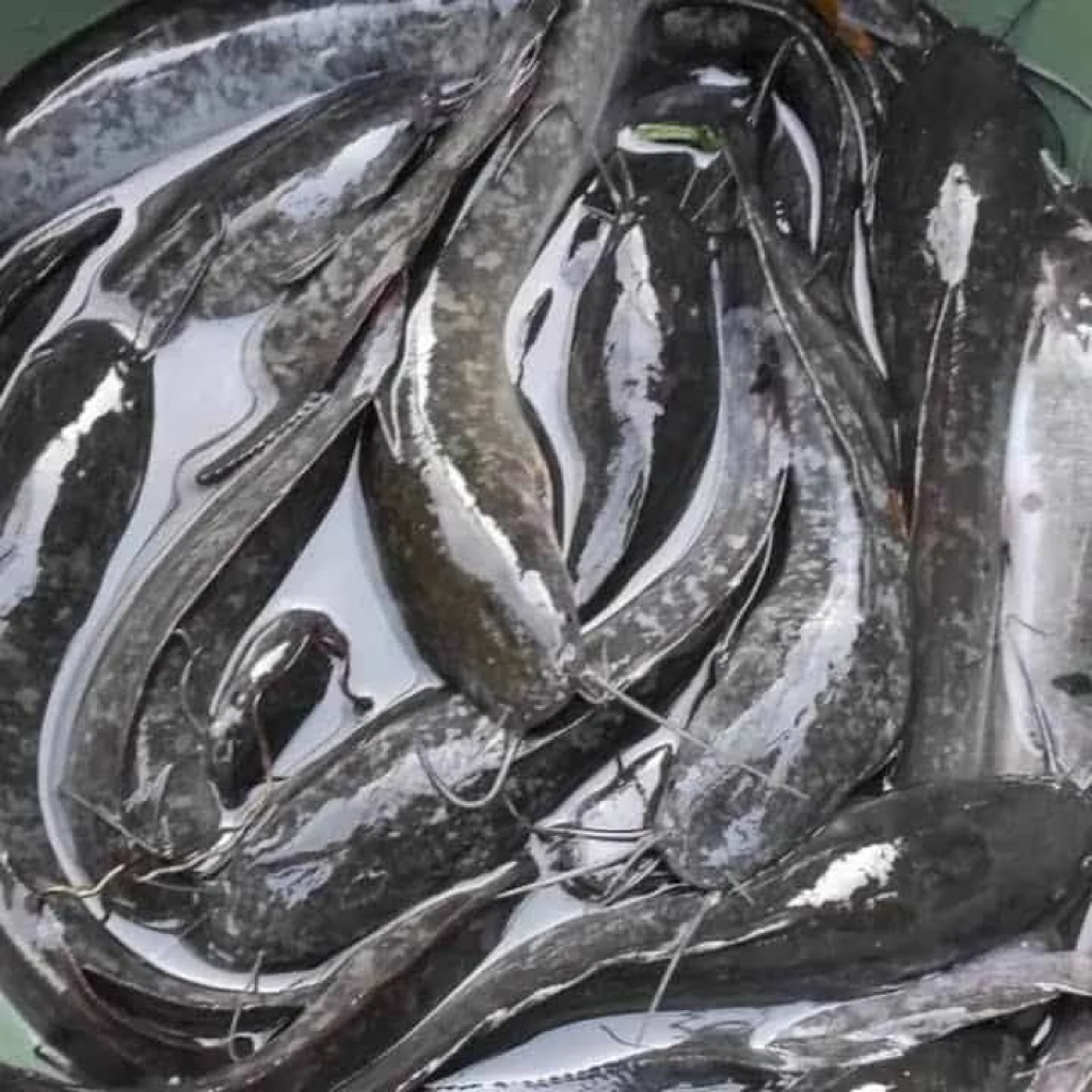 

Ikan Lele Segar Bergizi