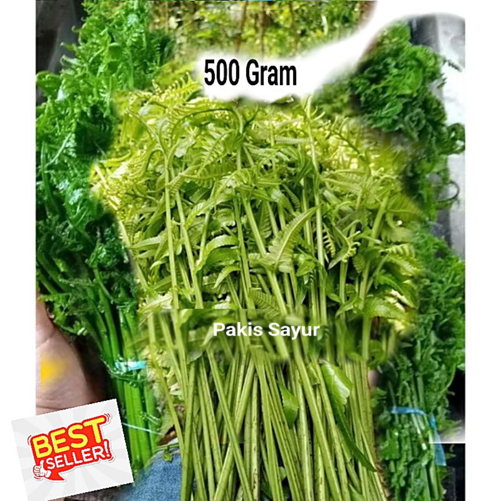 

500 Gram pakis Sayur segar dipetik ketika ada pesanan