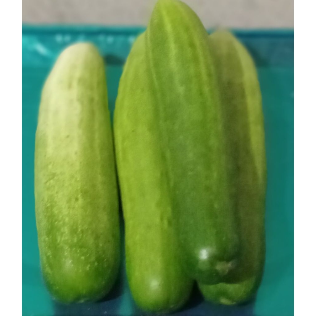 

Timun 1 kg antara 3 - 5 biji