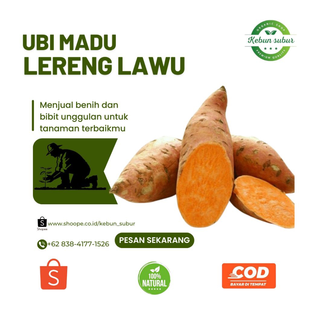 

KEBUN_SUBUR - Ubi Madu Fres Lereng Lawu Kemasan 1 Kg