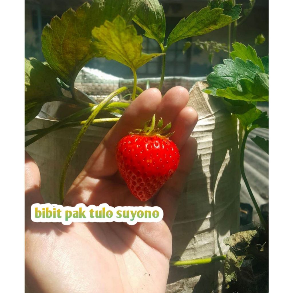 Bibit Strawberry Jumbo Manis Cepat Berbuah Antioksidan