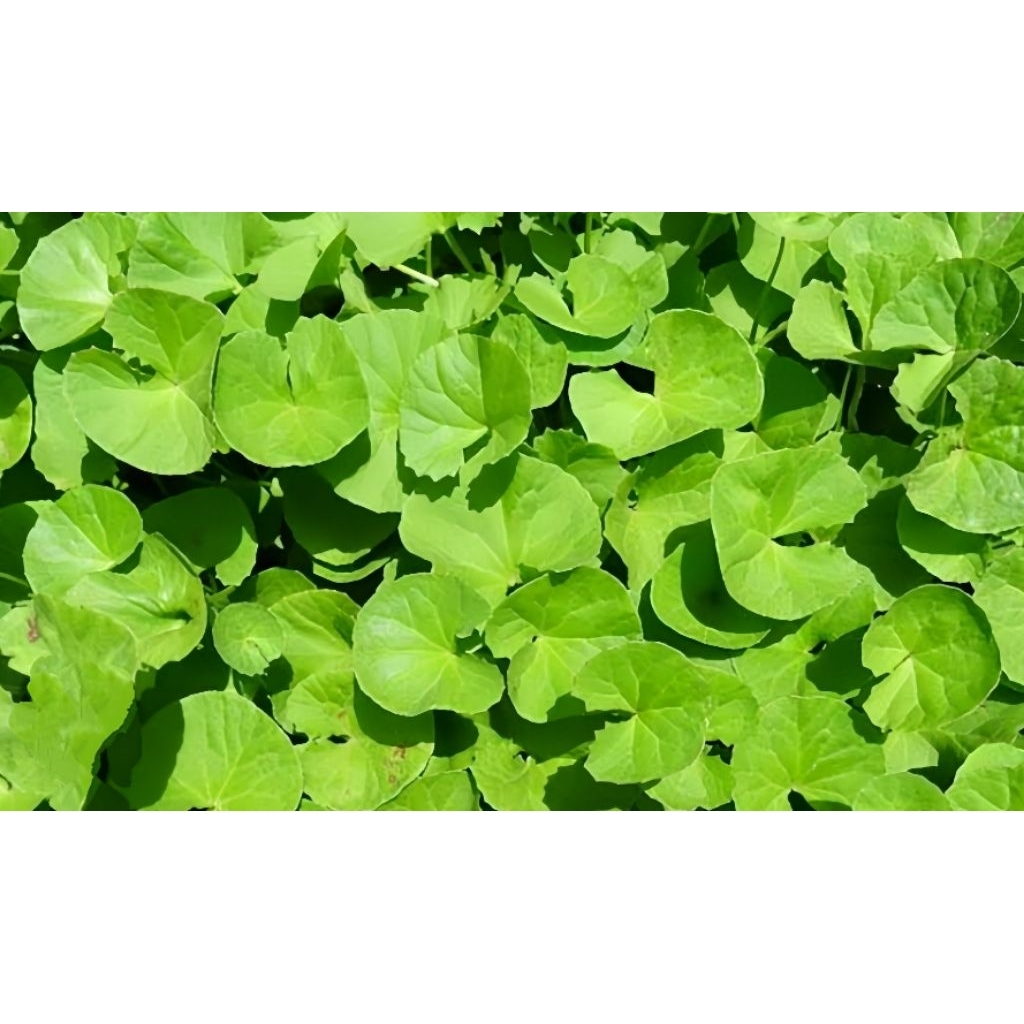 

Daun Pegagan Segar Daun Tapak Kuda Isi 500 Gram Daun Pegagan Merah