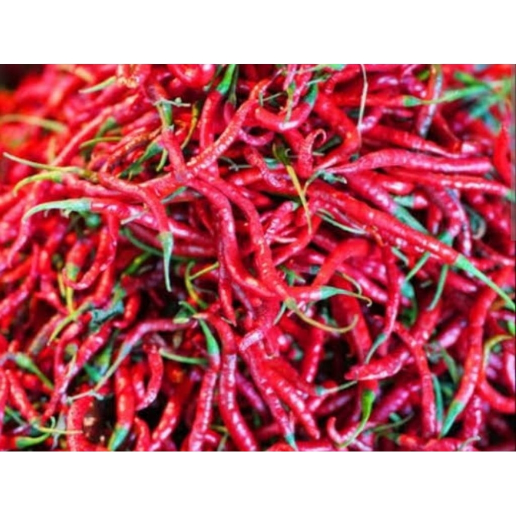

cabai keriting merah 1 bungkus