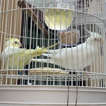 ParrotBoys - Burung Falk Indukan Sepasang Cream Face Jantan Albino Siul x Betina Lutino Pastel Face 