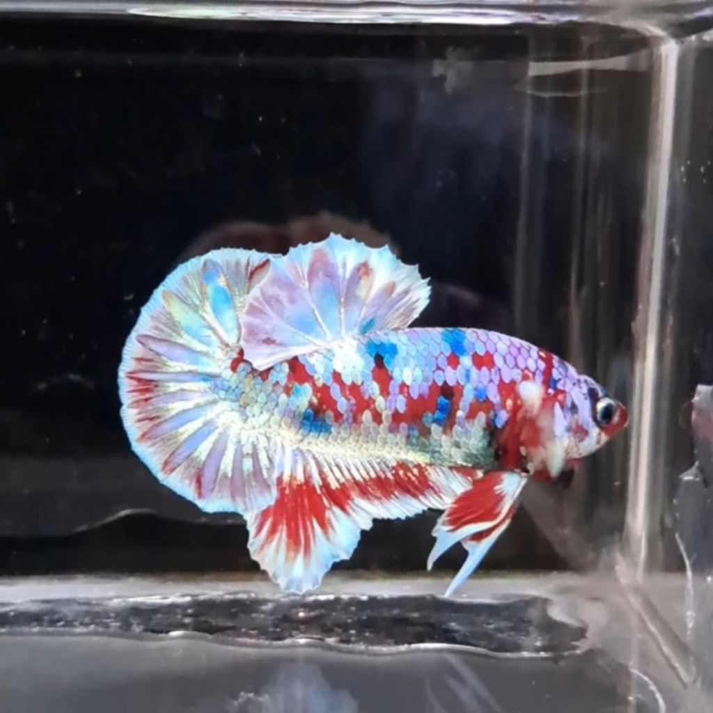 PLAKAT RED BARONGSAI