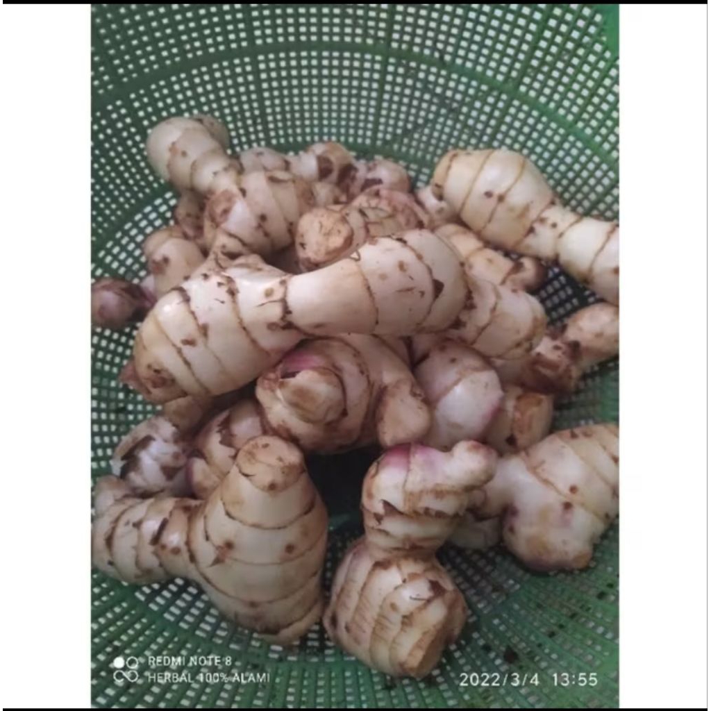 

umbi ganyong segar 500 gram bersuih