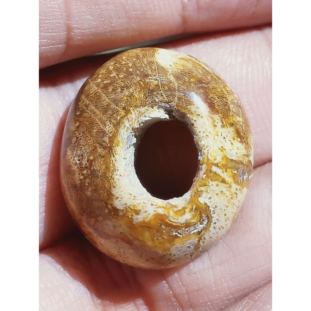 Batu Fosill Kelor Emas Combong Antik