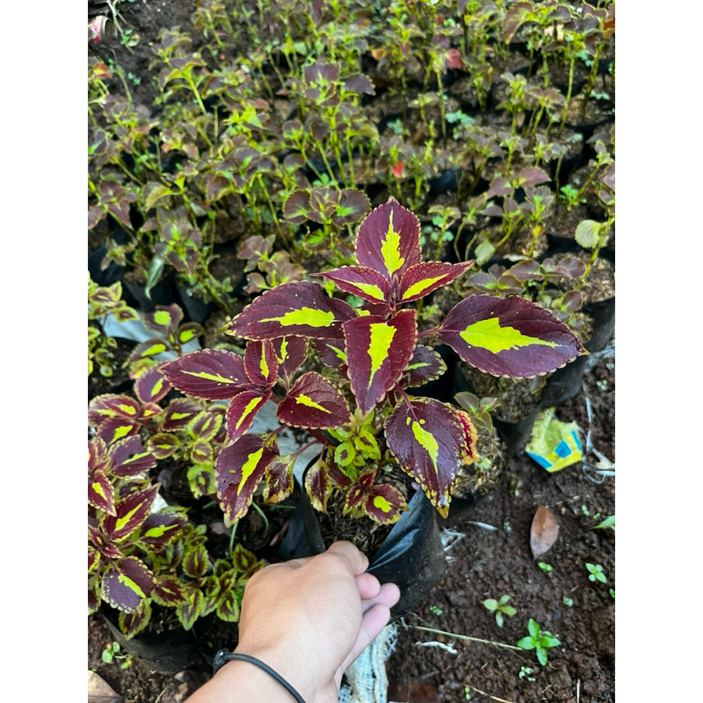 tanaman hias miana bolu pandan - miana bolu - miyana bolu - coleus